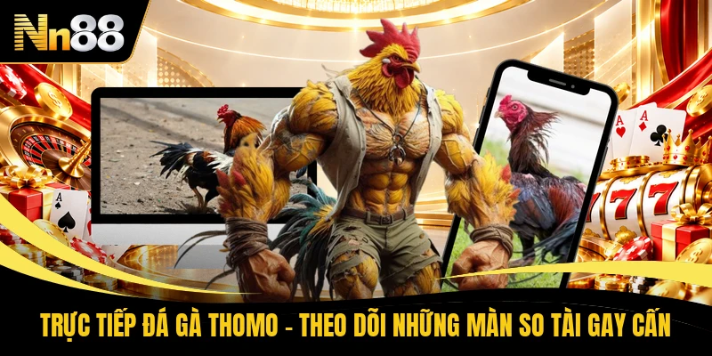Trực Tiếp Đá Gà Thomo - Theo Dõi Những Màn So Tài Gay Cấn